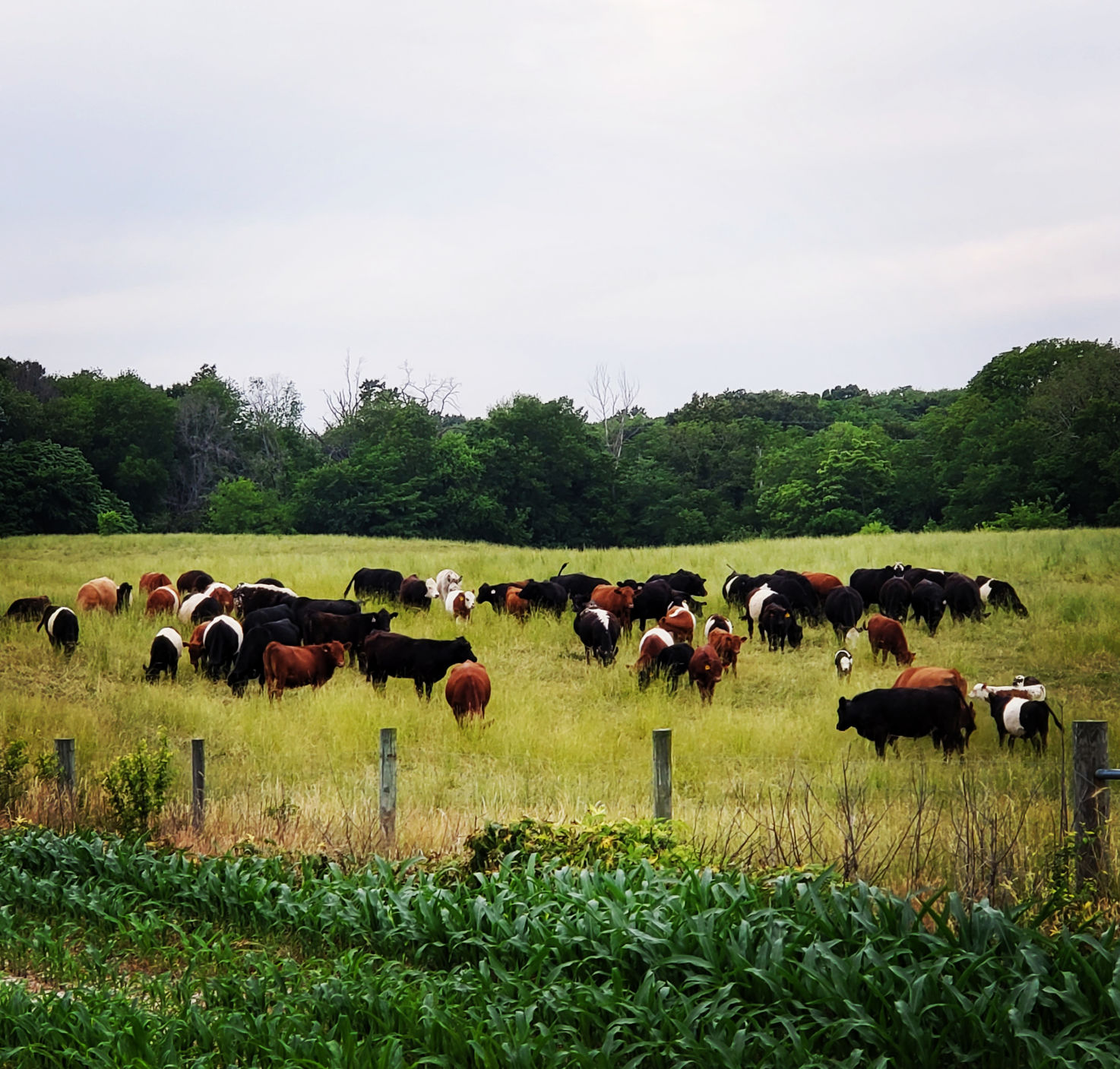 Red Barn Farm Meats serve customers and higher purpose